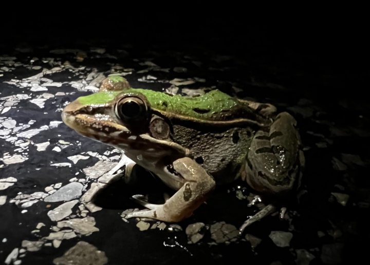 Southern Leopard Frog